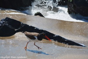 HaematopusPalliatus