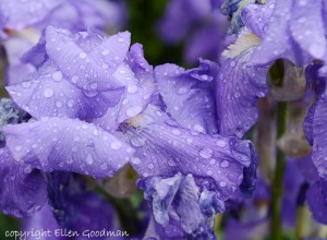 RaindropsOnIrises