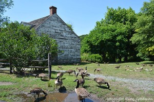 Homesteading