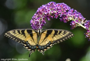 MonarchMeetBuddleia