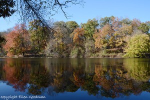 SwanLakeAutumn