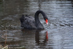 TheBlackSwan