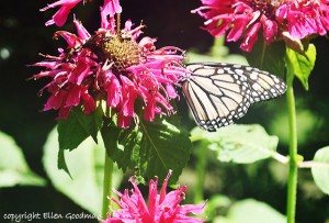 ButterflyAndBeeBalm