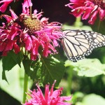 ButterflyAndBeeBalm