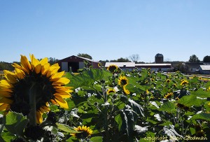 SunflowerFarm