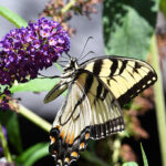 LastButterflyOfSummer