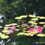 WaterliliesGrowInBrooklyn