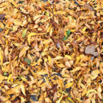 11,AutumnLeaves,BostonMA