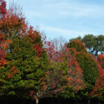 16.ChangingLeaves,PortsmouthNH