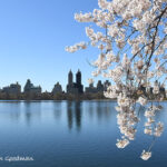 CentralParkReservoirSpring