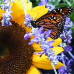 SunflowerStillLife