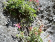 Growing Out of The Rocks