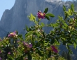 Half Dome Floral