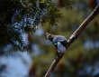 Steller's Jay