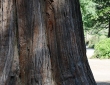 Tree Trunk