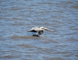 Pelican, Savannah River