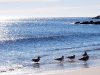 Seagulls At The Shore